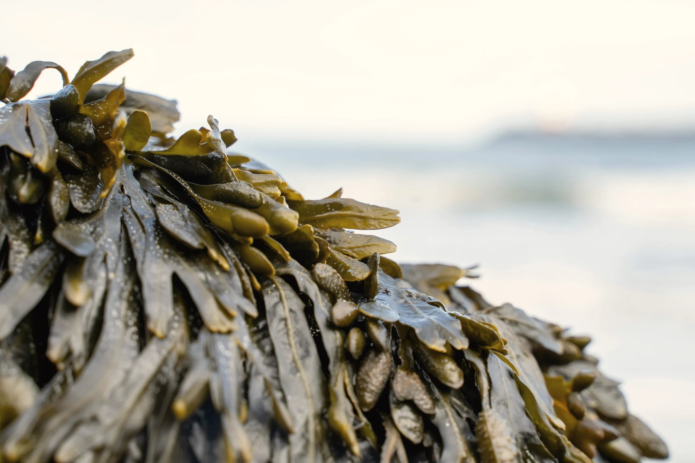Seaweed piled on a beach by the sea