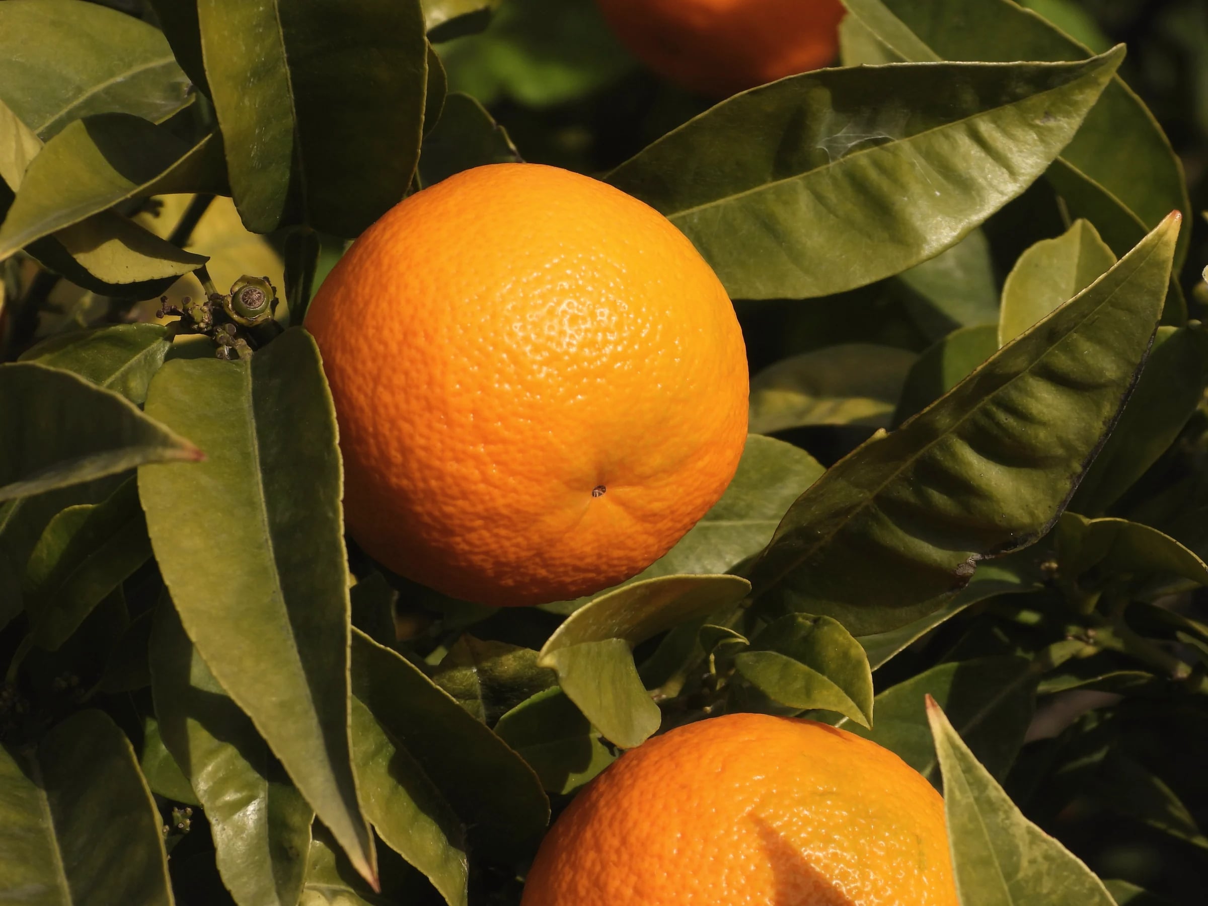 Oranges ripening on the tree