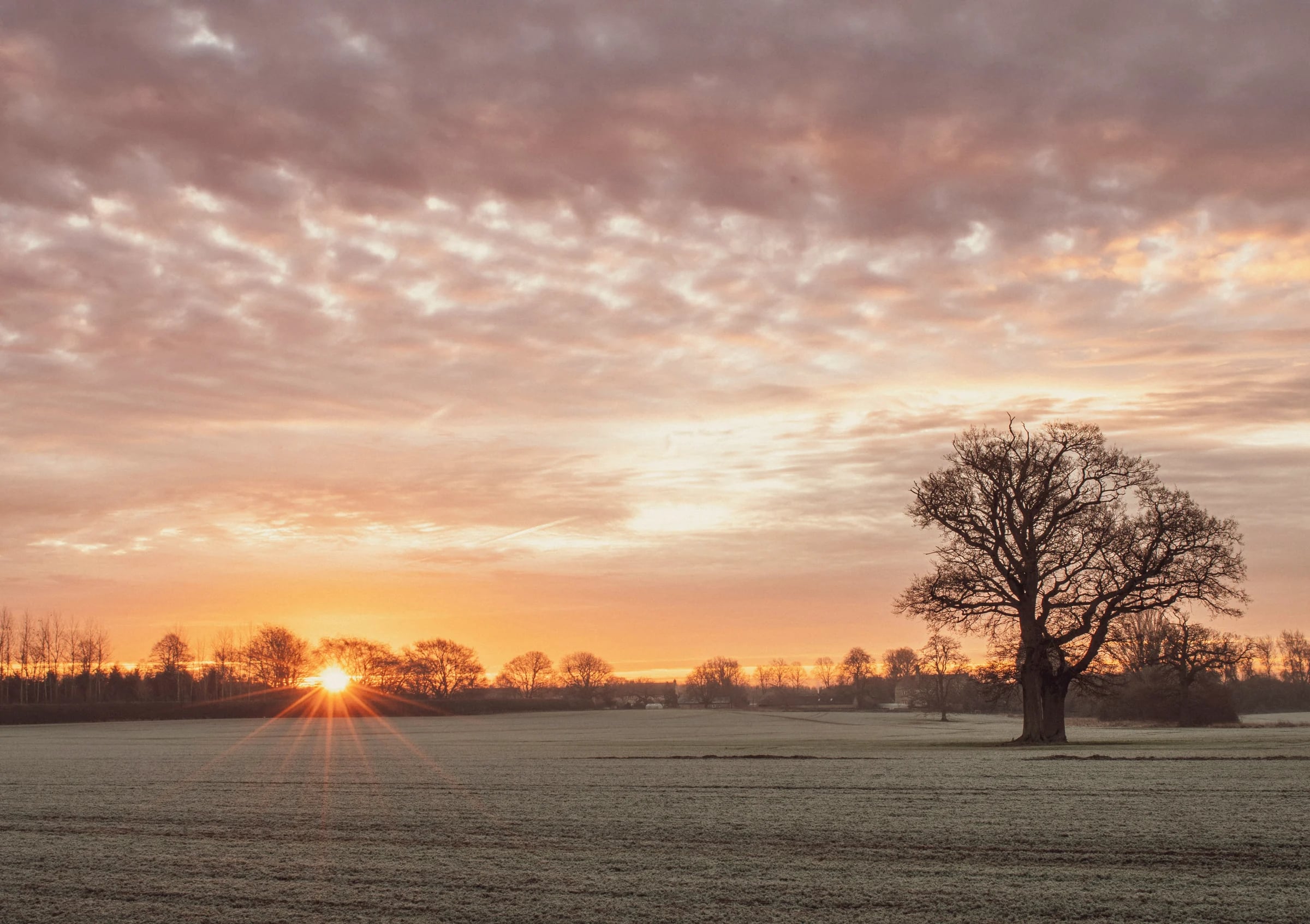 Winter sunrise over a frosty field with a single oak tree