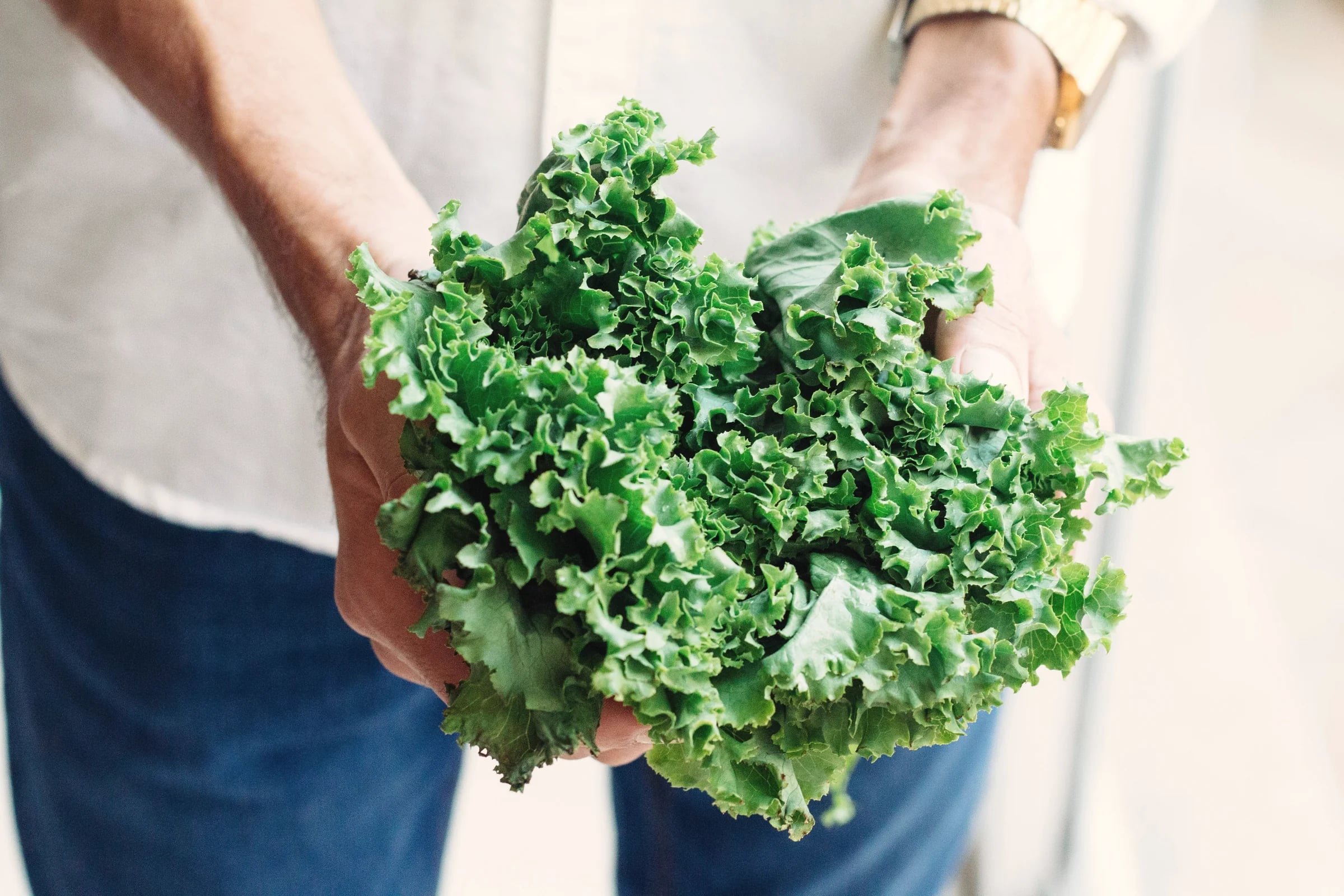 Hands holding a large bunch of curly kale