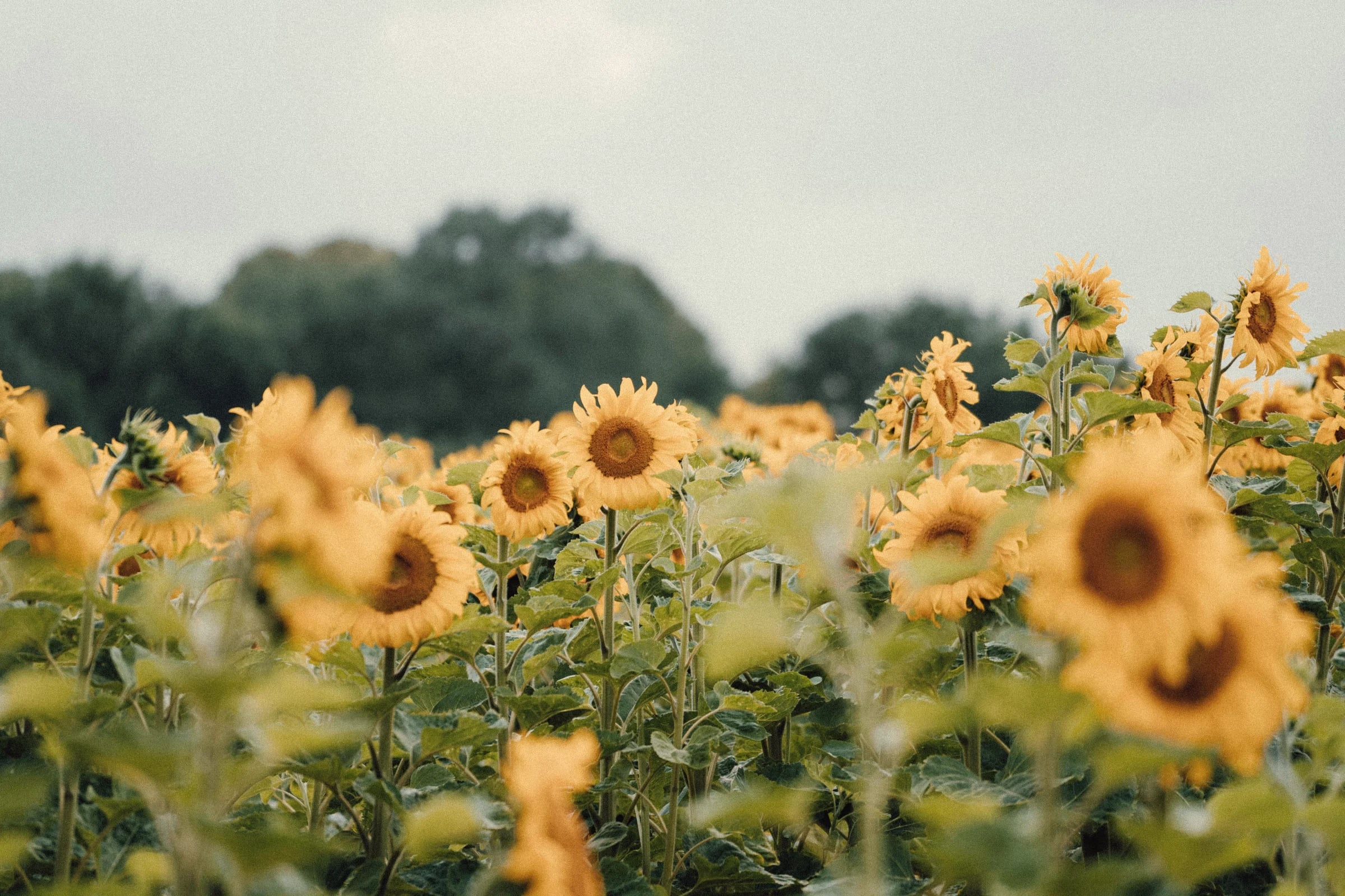 A field of sunflowers under a pale sky