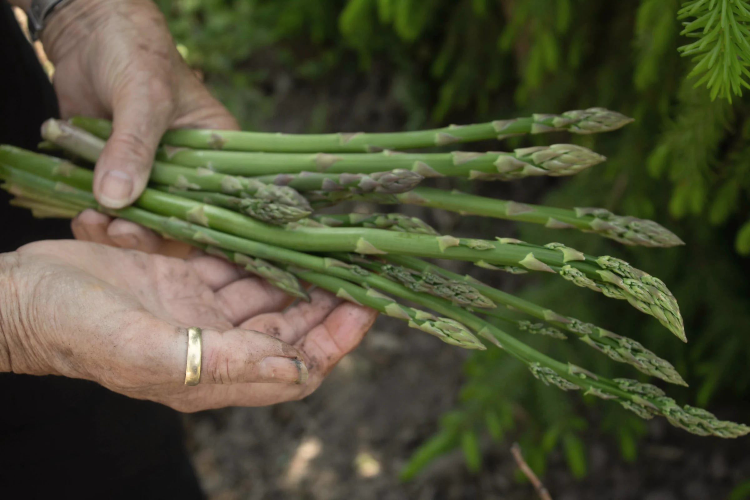 Hands holding a bunch of freshly picked asparagus